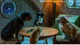 Ausschnitt aus dem Film - Cats & Dogs 3: Pfoten vereint