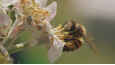 Ausschnitt aus dem Film - Tagebuch einer Biene