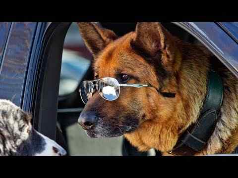 Cats & Dogs 3: Pfoten vereint - trailer 1