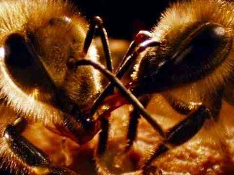 More Than Honey - Trailer & Filmclips