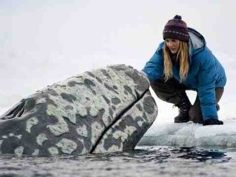 Der Ruf der Wale - Trailer, Filmclips & Making-of