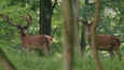 Ausschnitt aus dem Film - Auf der Jagd - Wem gehört die Natur?