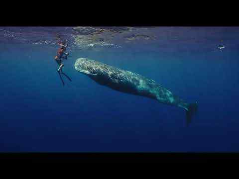 Patrick and the Whale - trailer