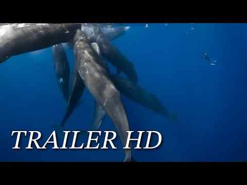 Patrick and the Whale - trailer