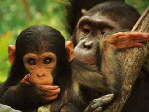 Jane's Journey -- Die Lebensreise der Jane Goodall-  trailer